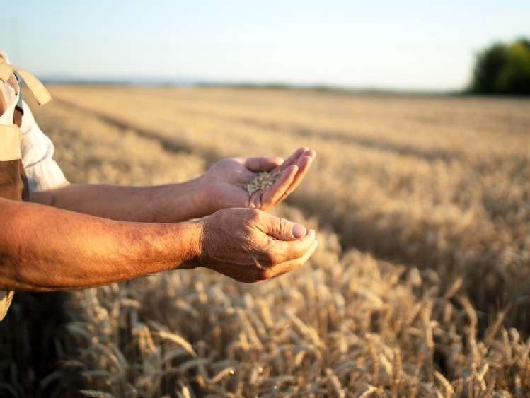 Już nie Państwa, a cztery korporacje rządzą światową żywnością